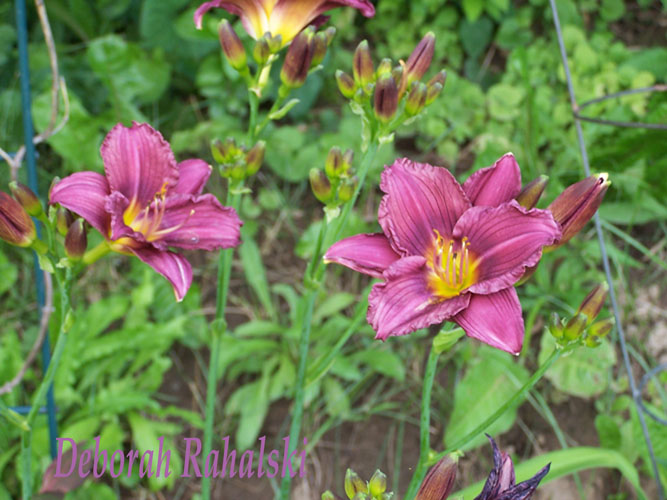 daylily100dpi