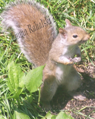 ems squirrel 80dpi