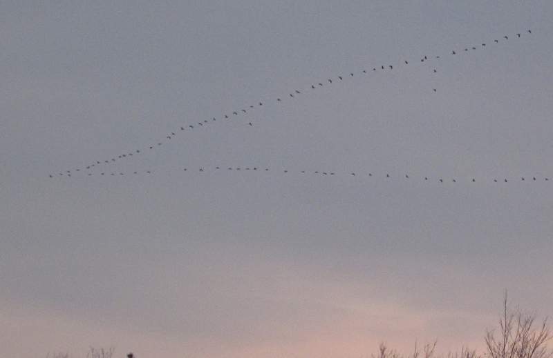 migration100dpi