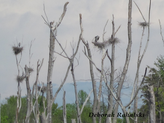 rookery80dpi