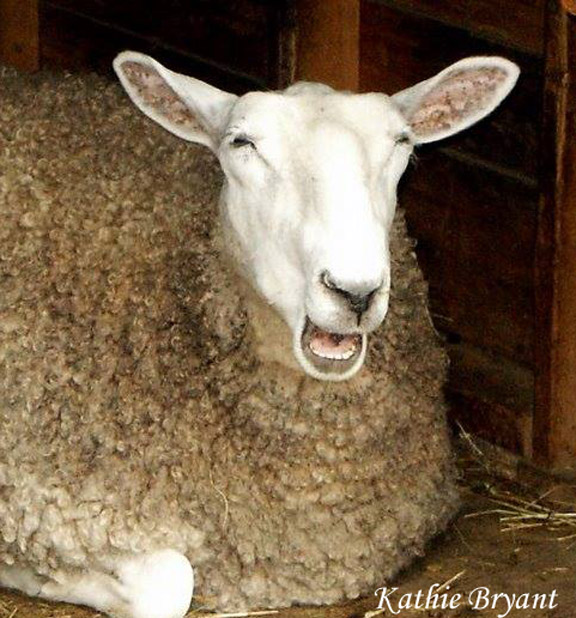 KathiesSheep72dpi