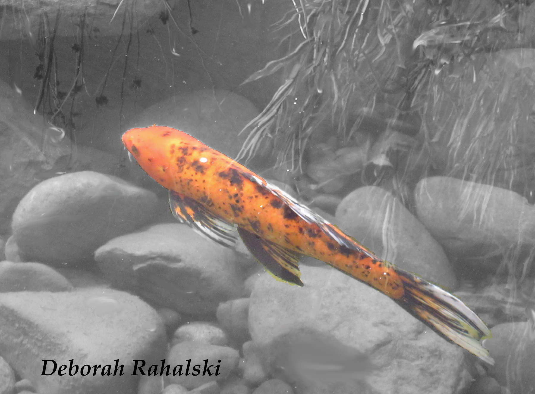 koi