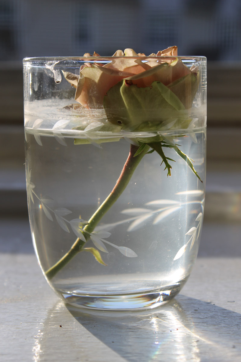 roseglass