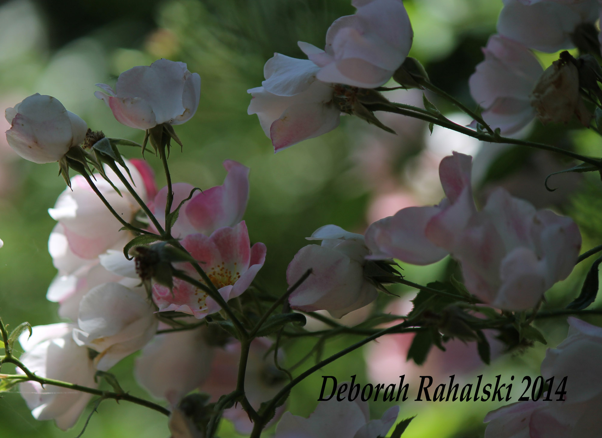 corvalisrose100dpi