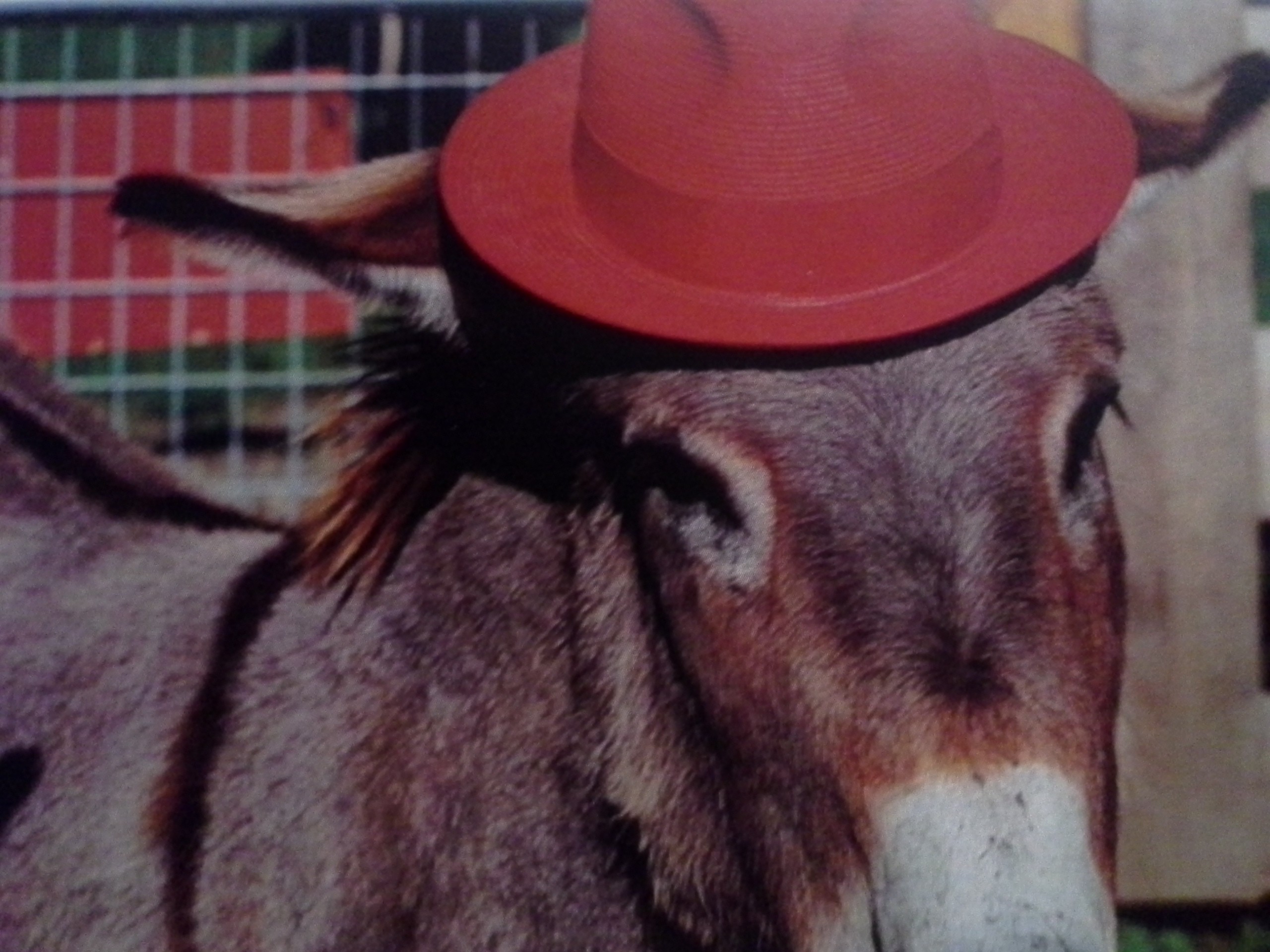 simons red hat